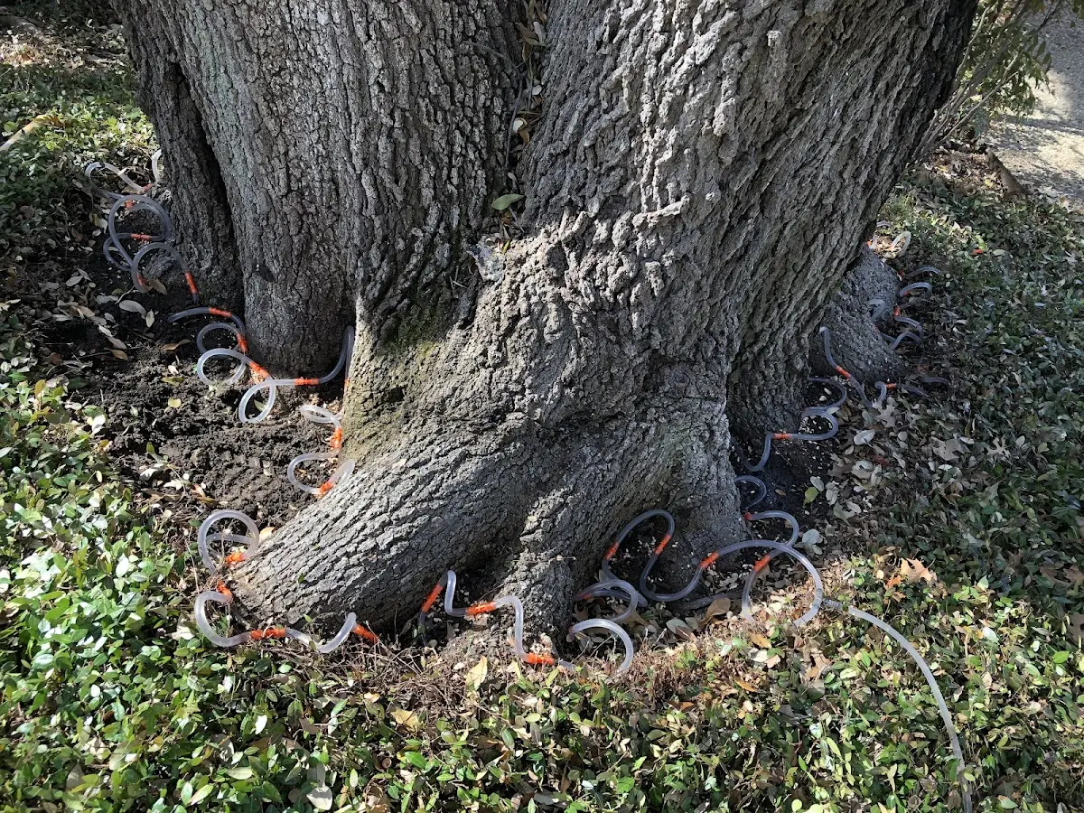 Detailed Tree Cabling and Bracing job site in Haddam