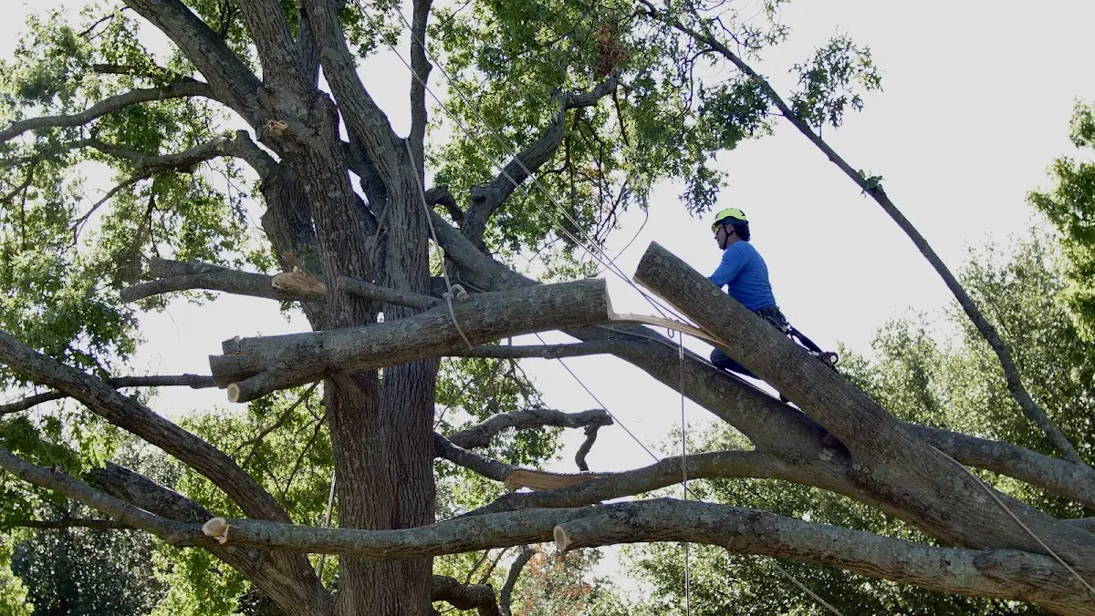 Professional Crown Thinning performed by certified arborists in Haddam