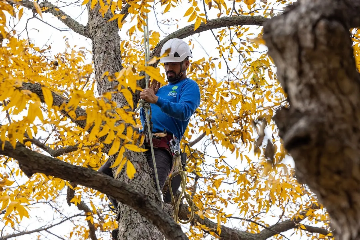 Skilled Storm Damage Cleanup crew working in Haddam